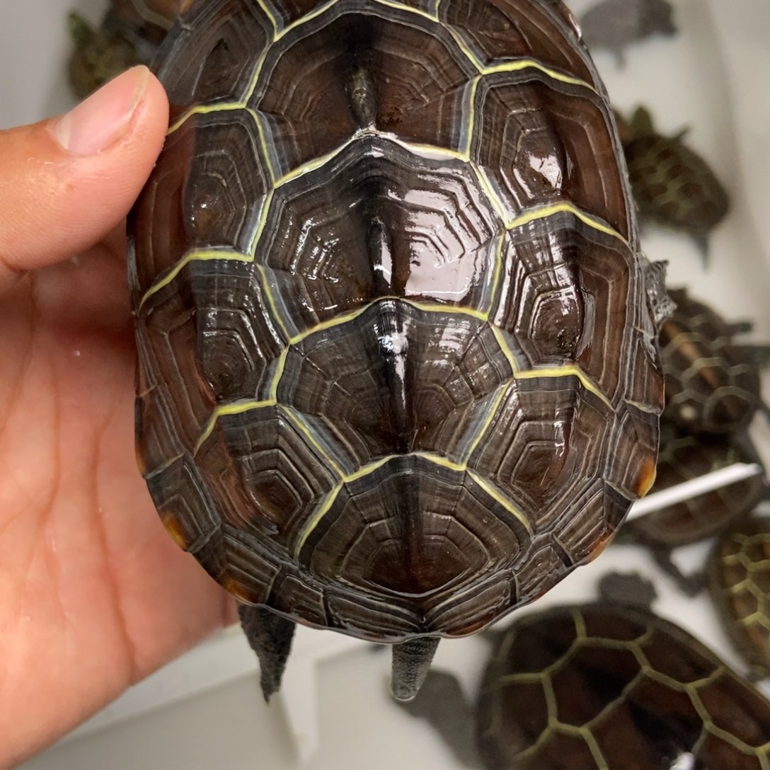 中华草龟不分公母