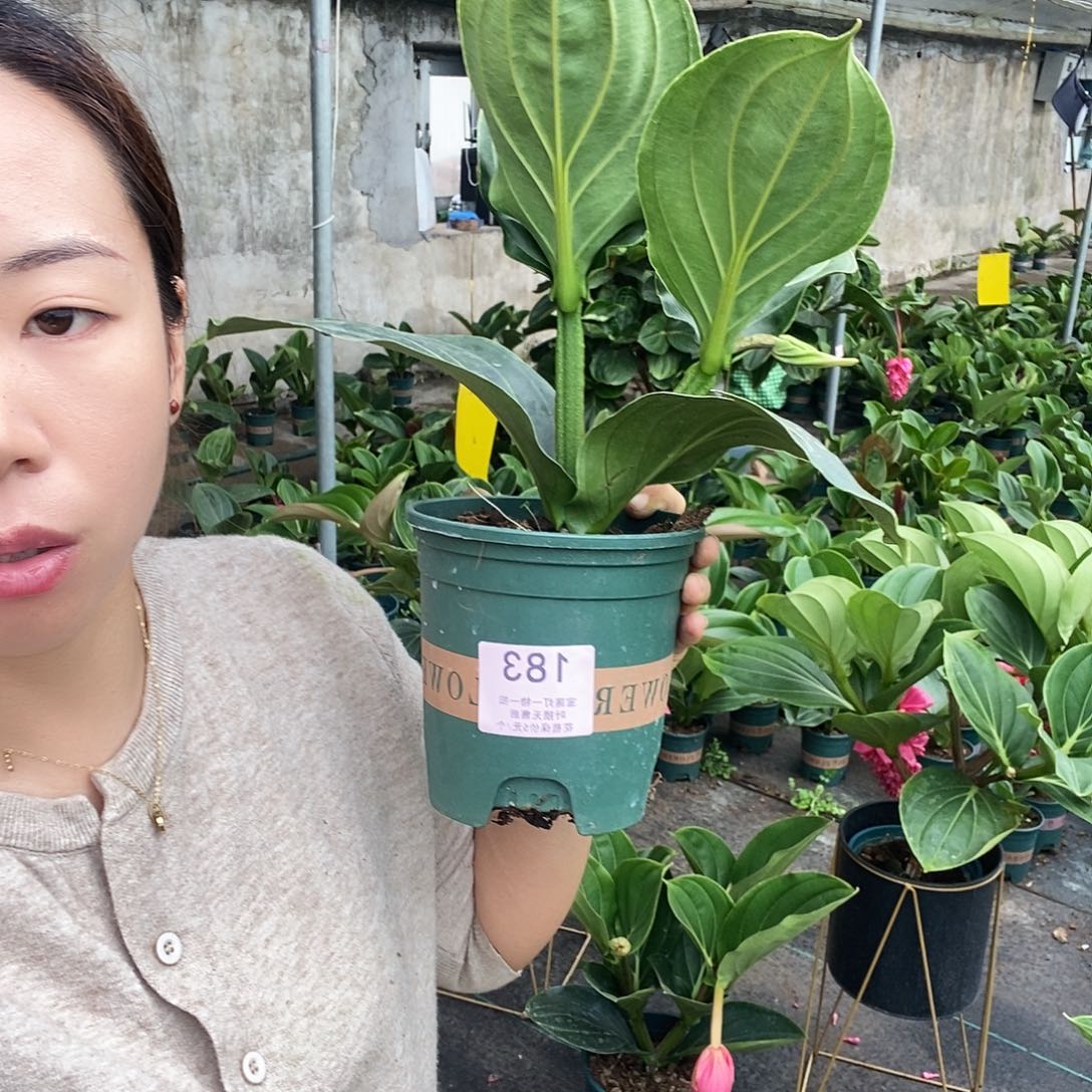 木本植物用****4木本花卉183
