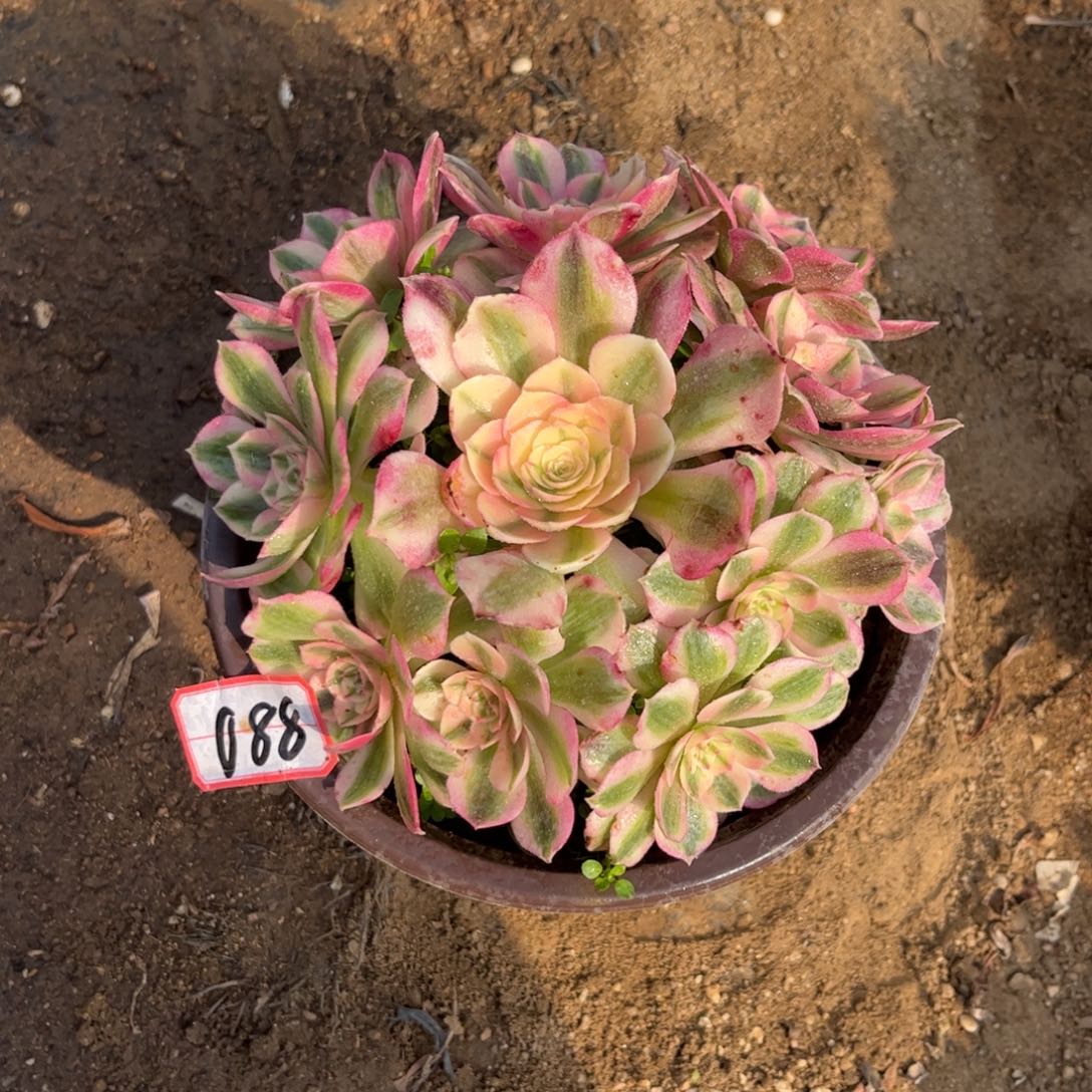 088多肉植物倾城