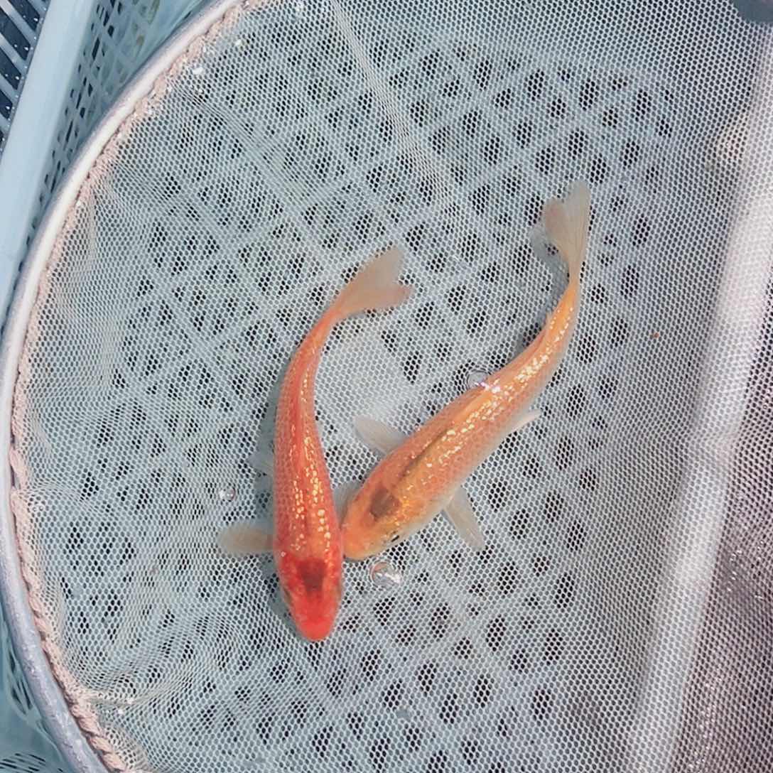 锦鲤锦鲤观赏鱼1111