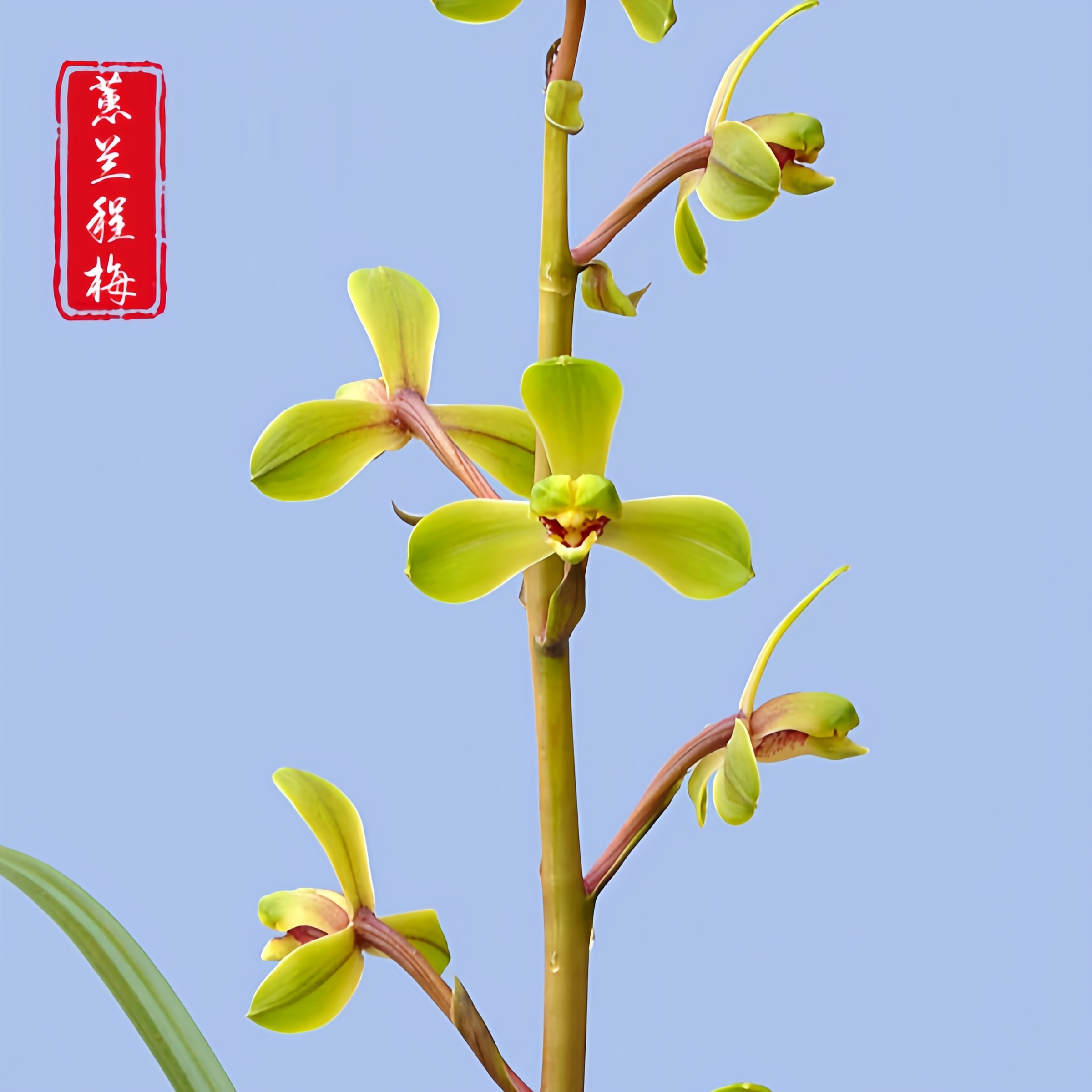 【蕙兰-程梅】古道兰艺高山国兰 易养活无温室阳台养兰