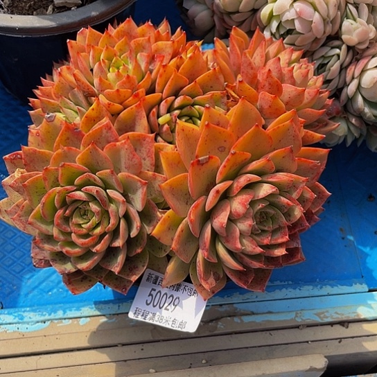 一**光贝拉50029多肉