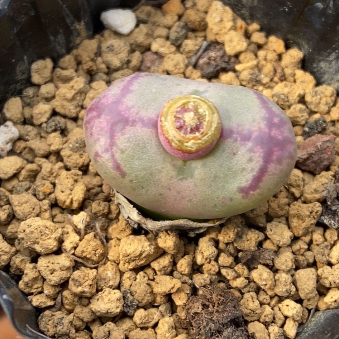 多肉植物肉锥杂交K-4794 福利