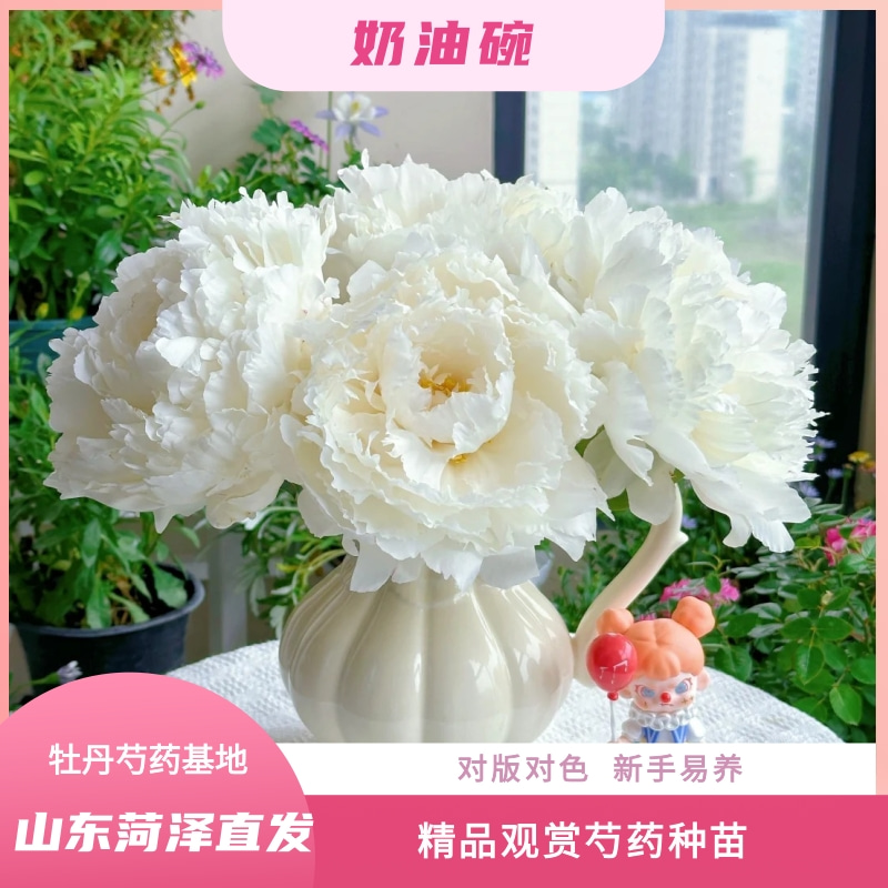 【奶油碗—芍药苗】 秋天发货 山东菏泽 种植基地直发  包对版对色
