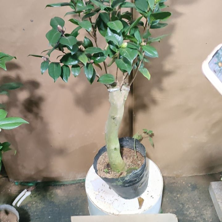 大***哥119三贝，原盆原土发货，不包邮