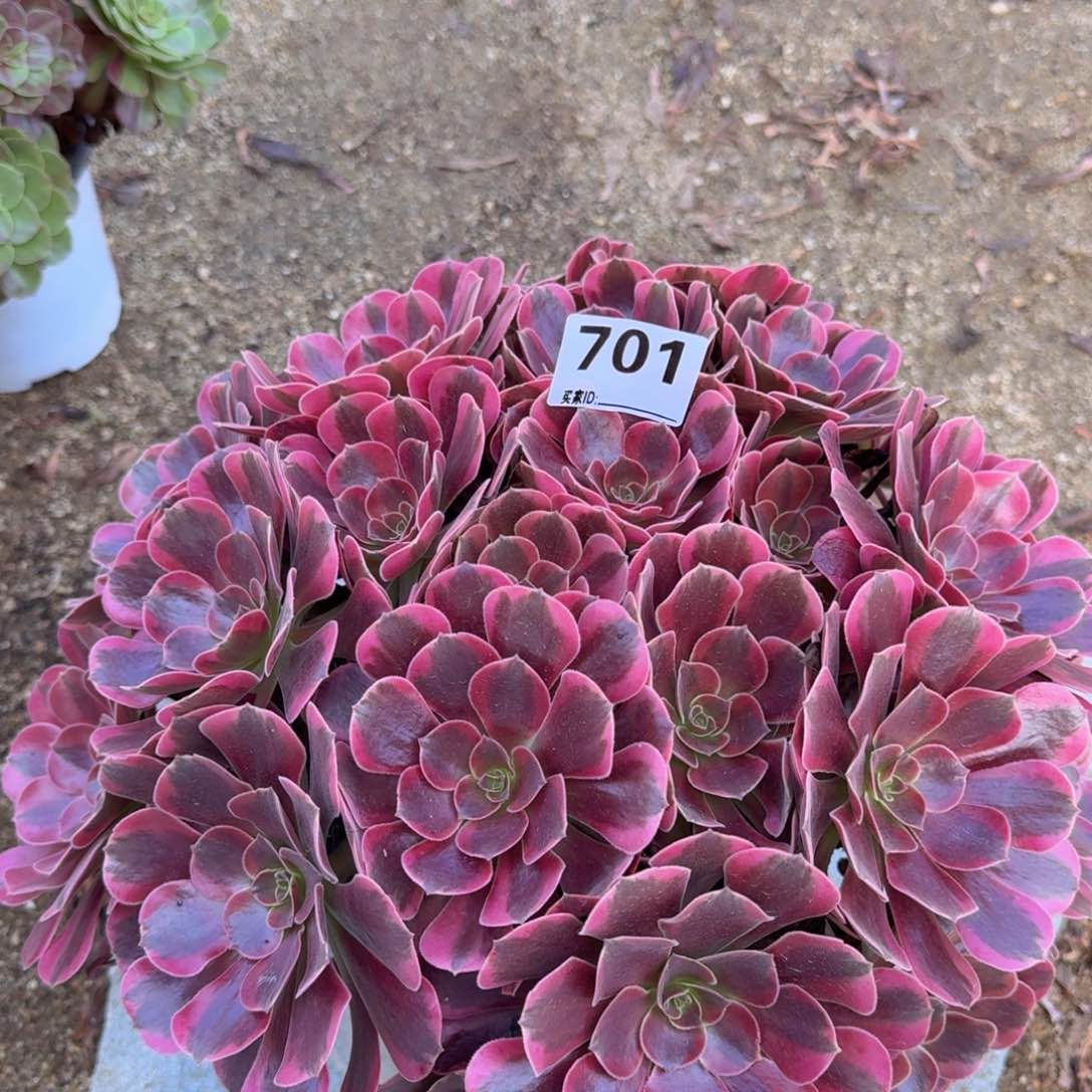 701凤冠多肉植物