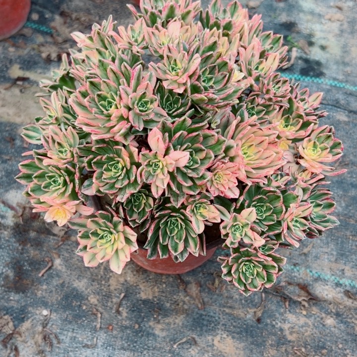 210甜茶多肉植物