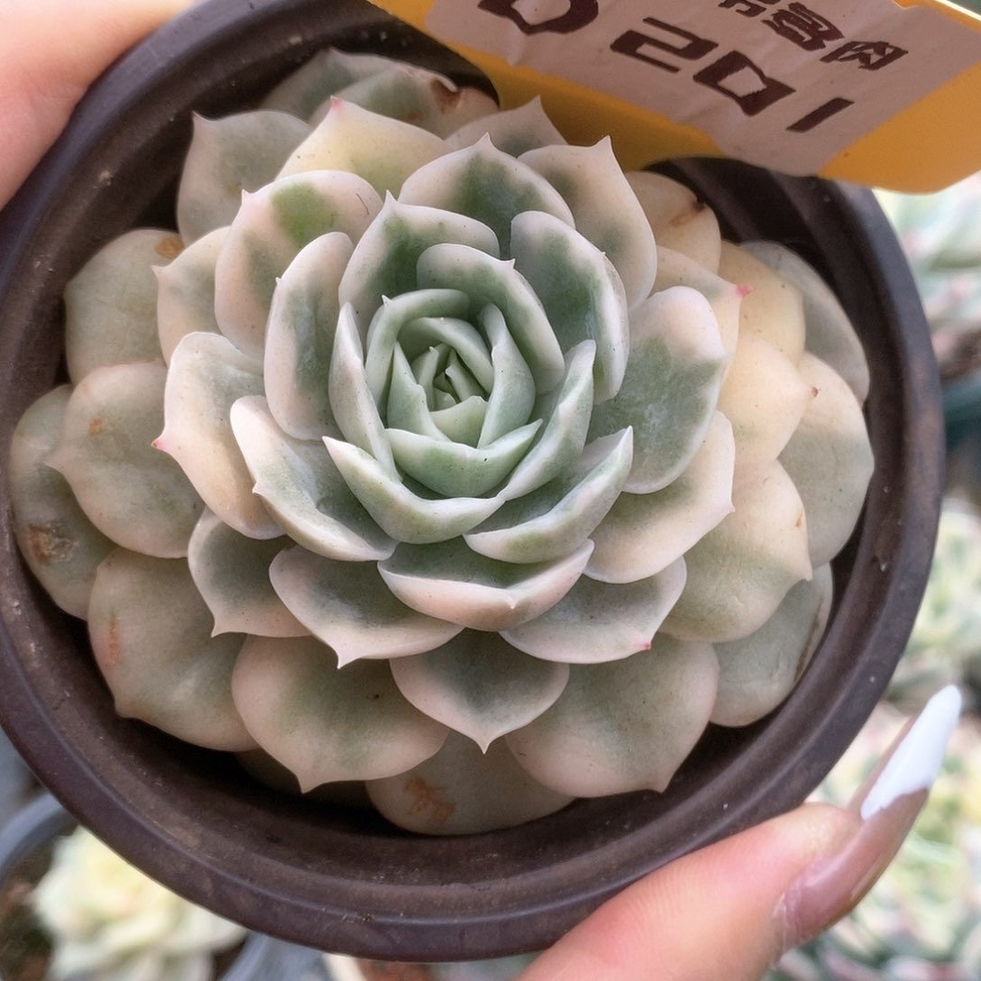 201锦锦锦锦锦锦锦