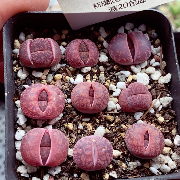 我的小姐姐们都是我608