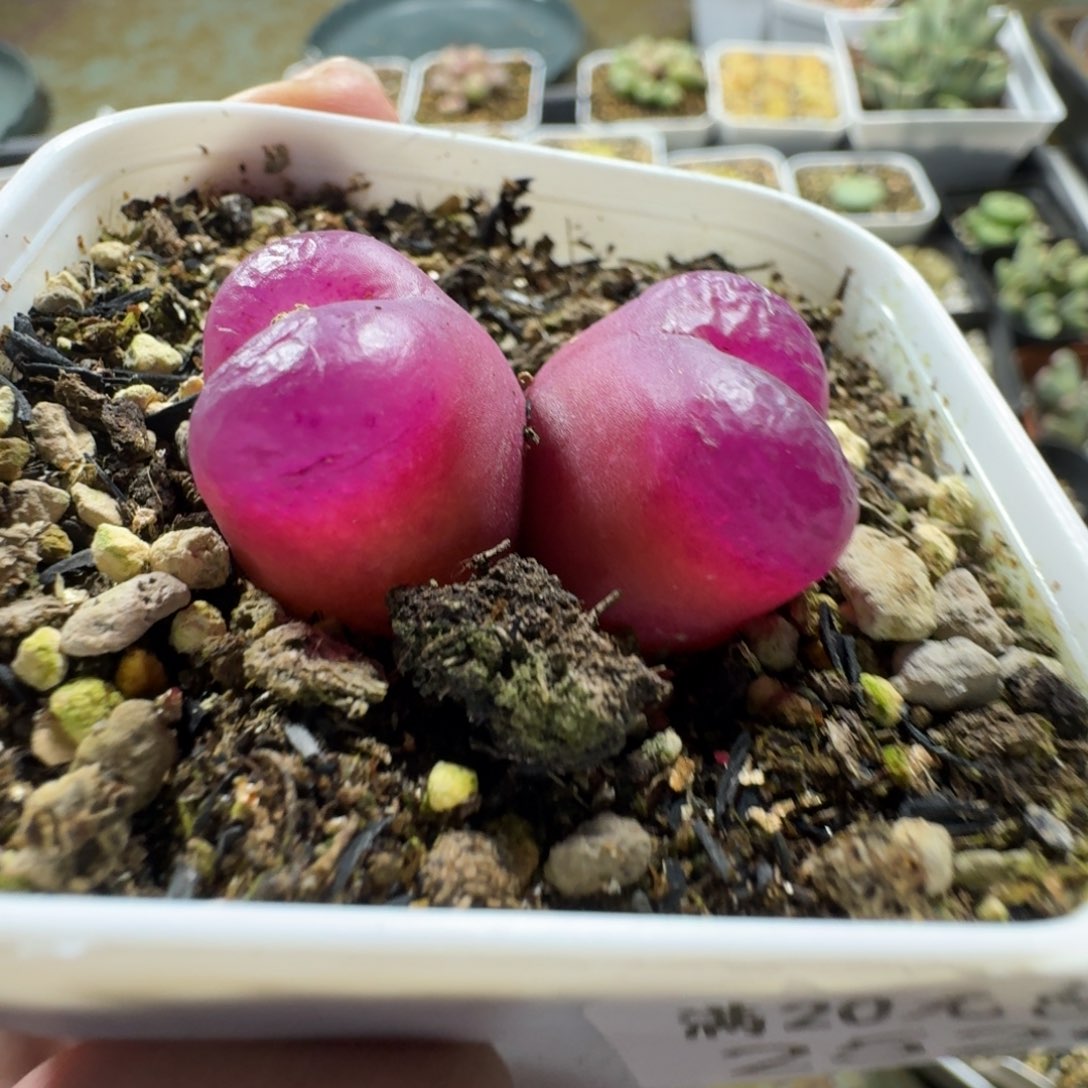 2529。仙气飘飘的一颗毛毛