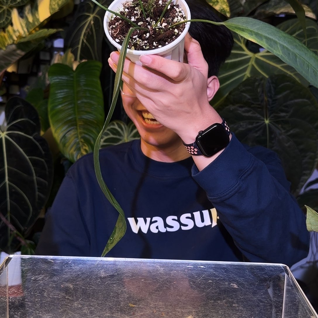 完全开放V78 V塔领带