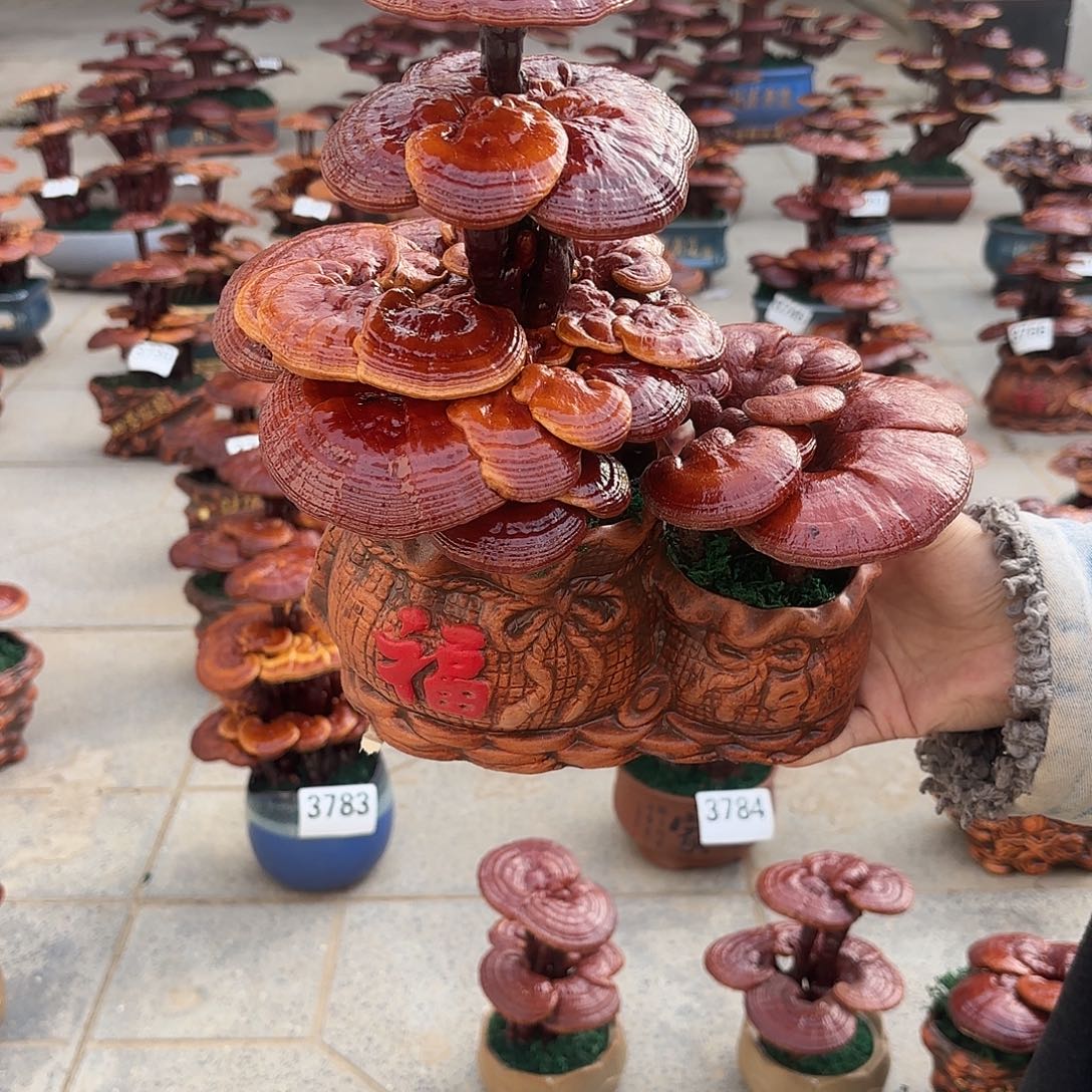 无花朵灵芝是我国著名植物