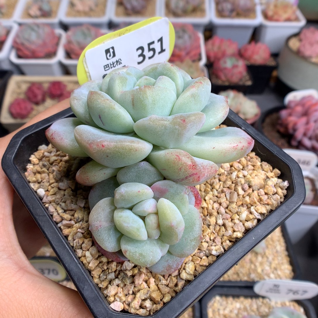 351双头冰玉石化多肉植物