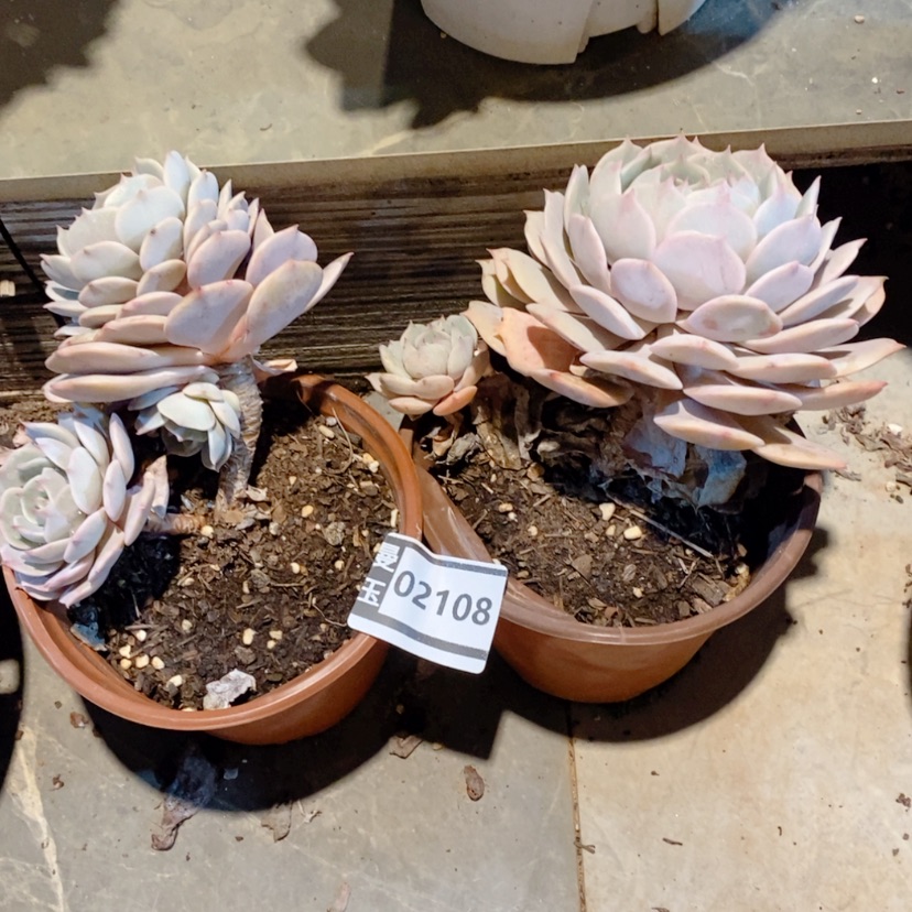 【闪购商品】两盆粉蝶02108