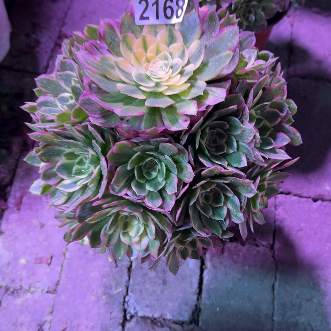 风***～海王多肉植物2168