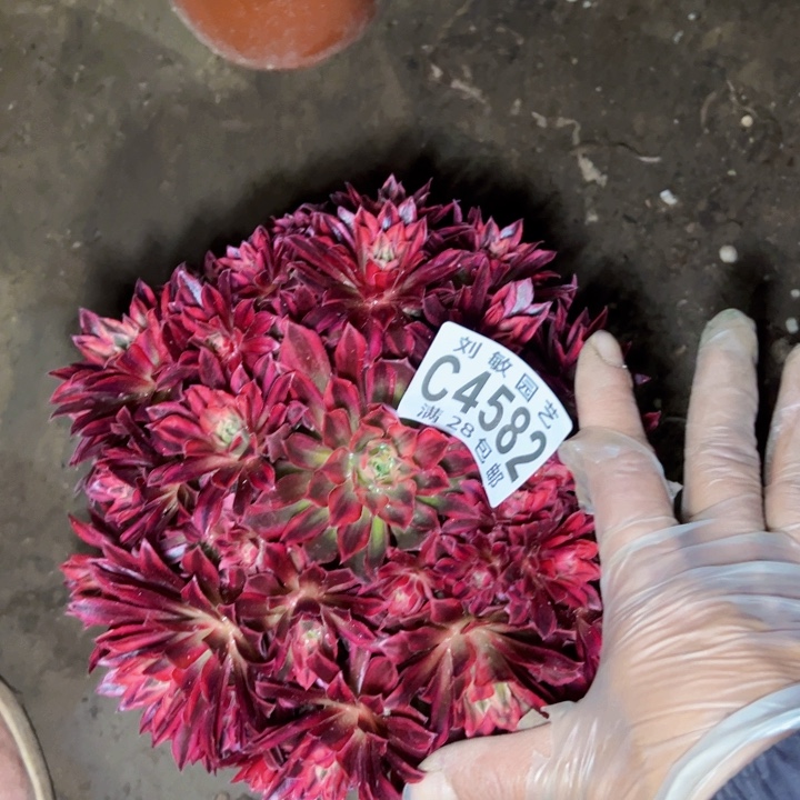 凤凰多肉植物法师4582