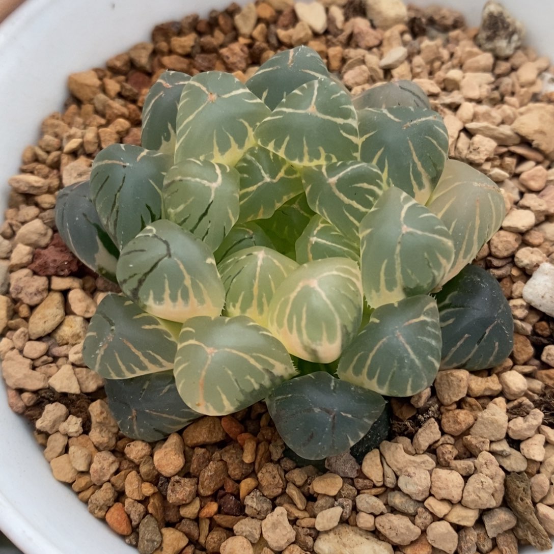 45号实生糊斑玉露锦