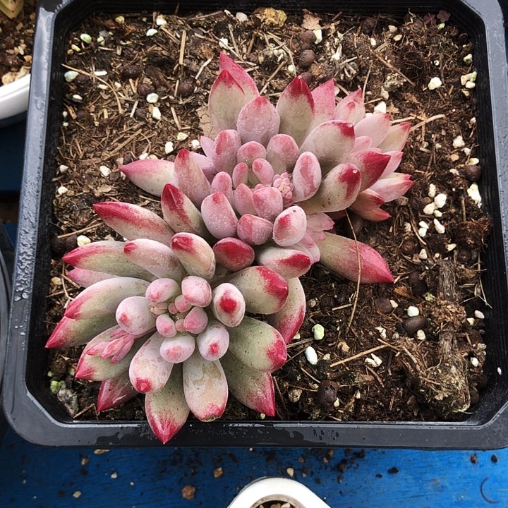 流沙体虞美人自然群多肉植物
