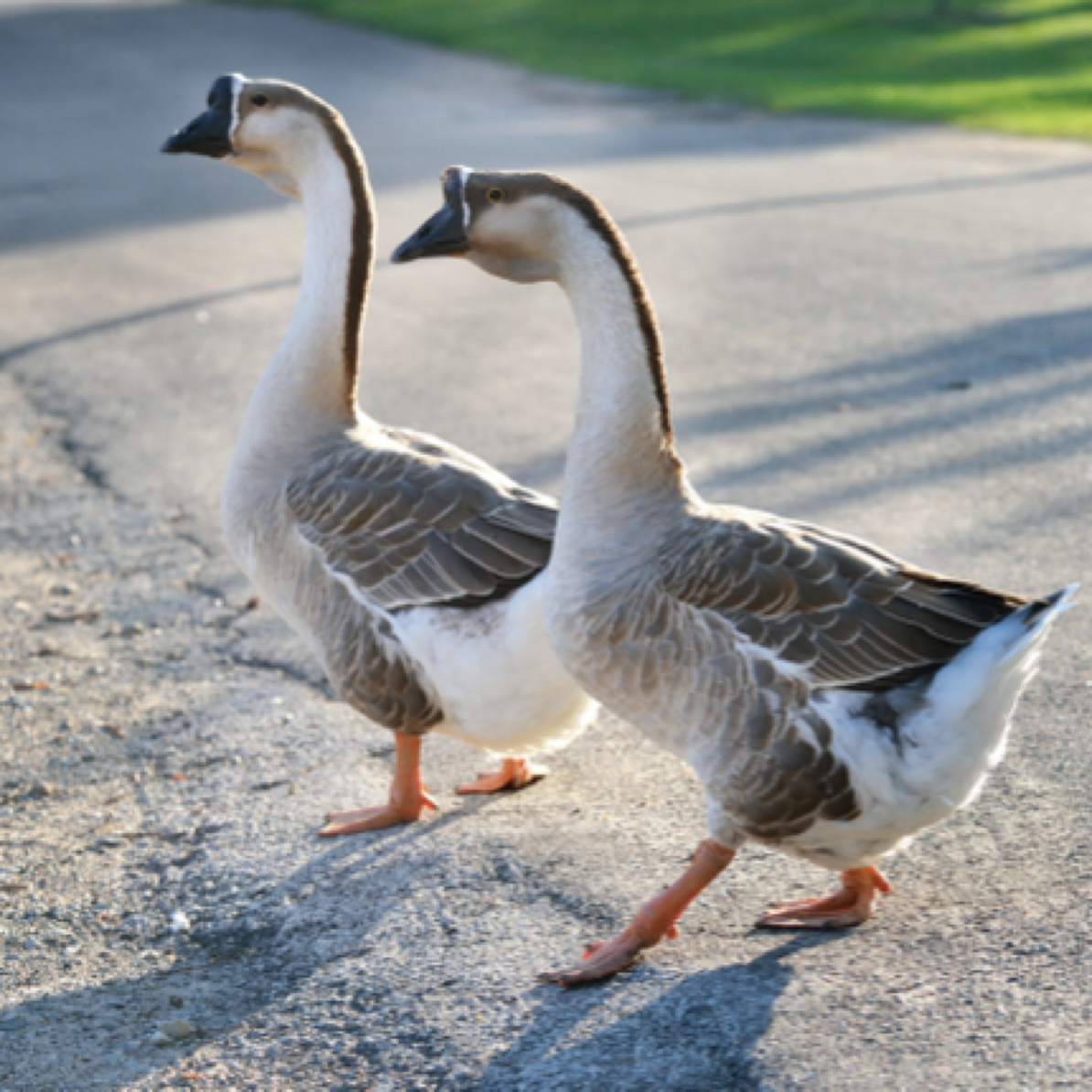 【顺丰包邮】灰/鹅    宠物鸭    售后七天