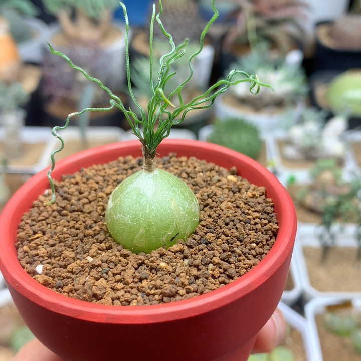 泰迪海葱带盆2cm