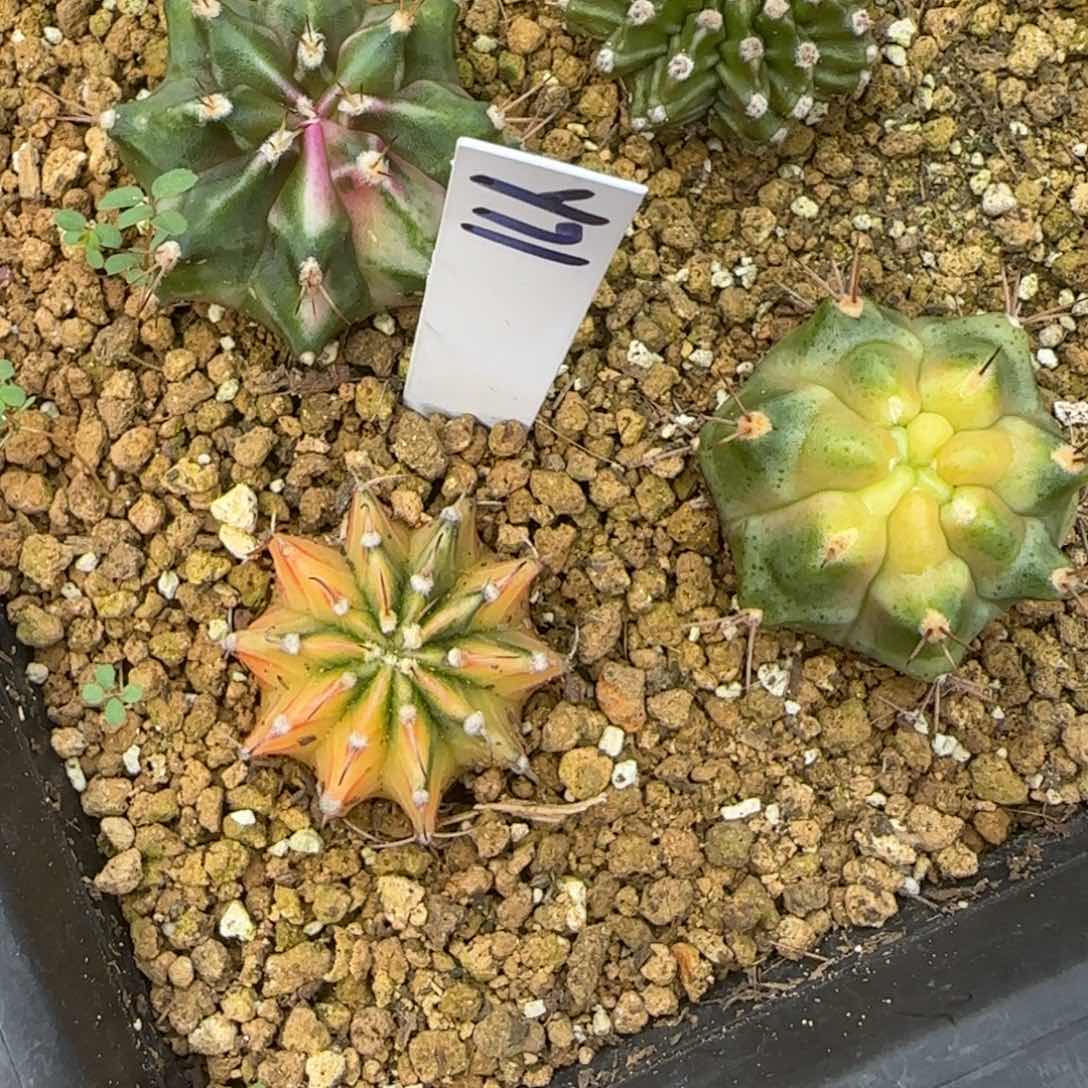 71-0113侧芽泰国发货多肉