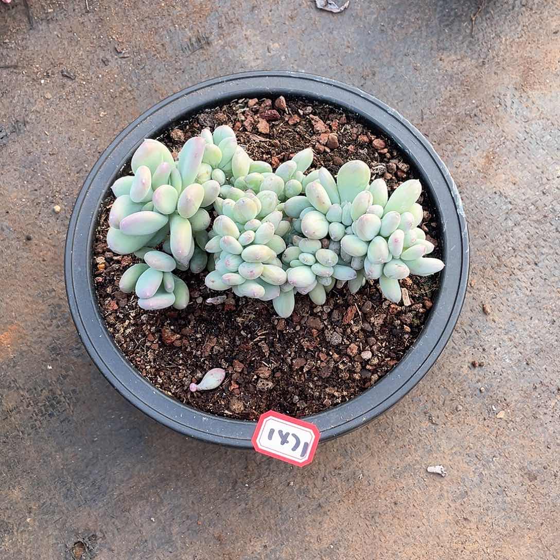 1471三日月美人 一物一拍多肉