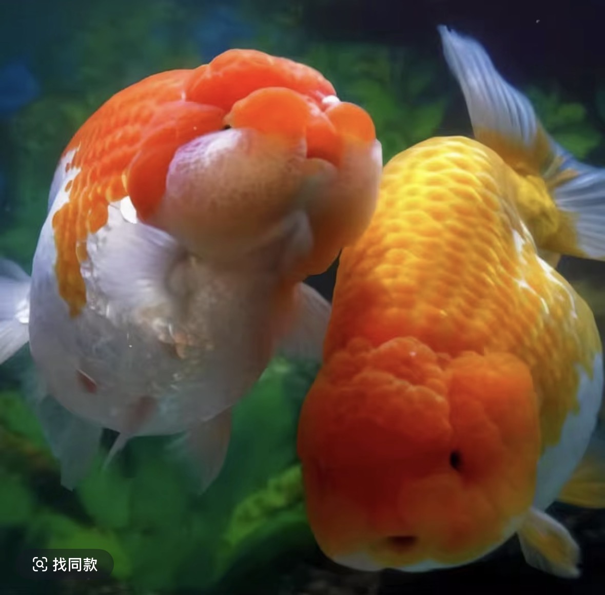 《直播专用链接 泰狮》 观赏鱼冷水鱼淡水鱼带鱼饲料