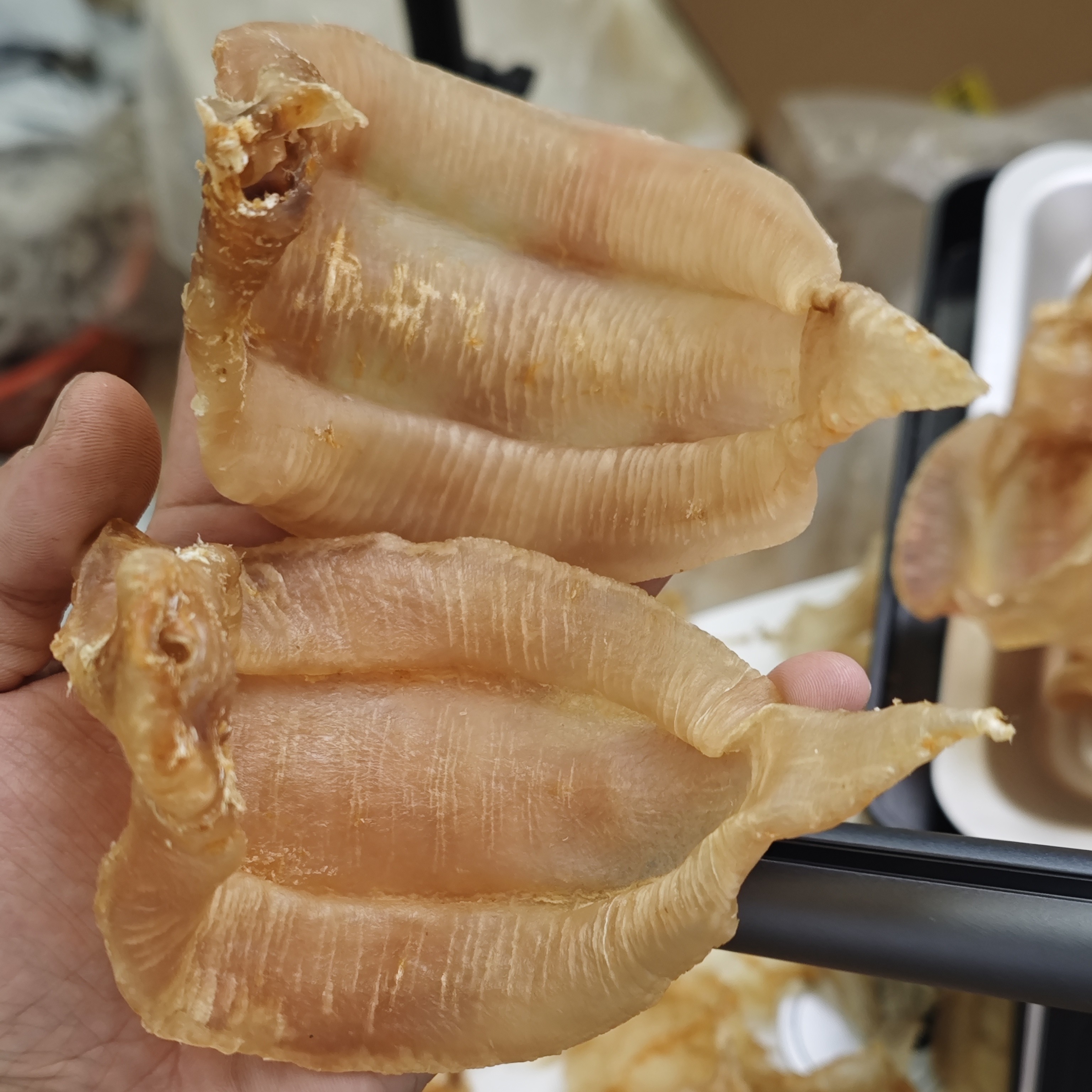 东海野生土鳘厚肉公胶花胶12头