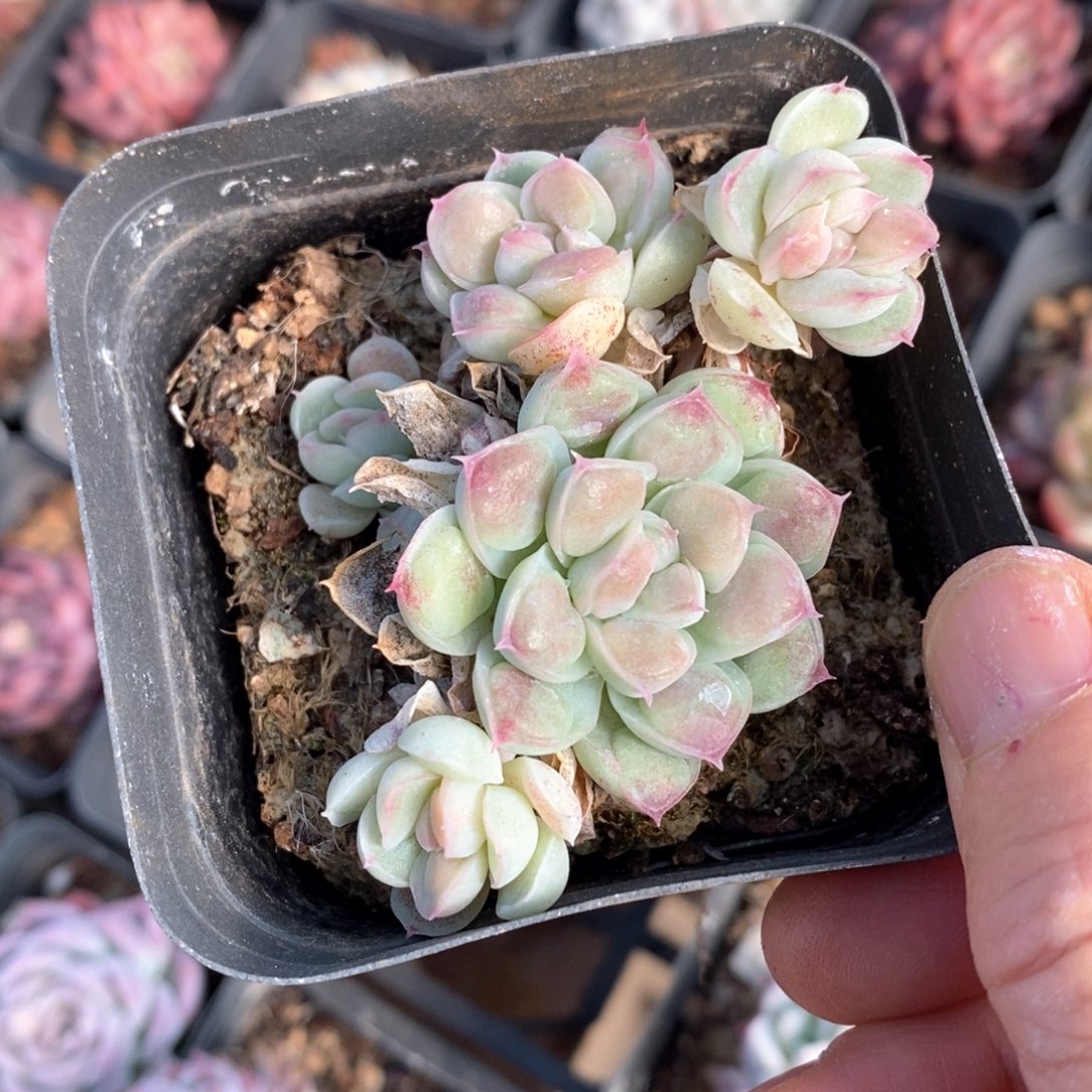 精品多肉一物一板不包整337