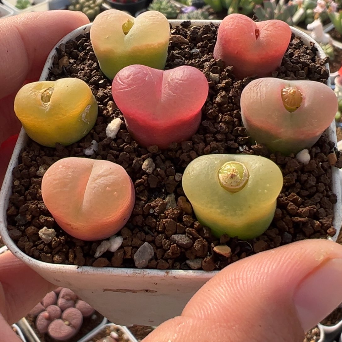 061多肉植物种类多样