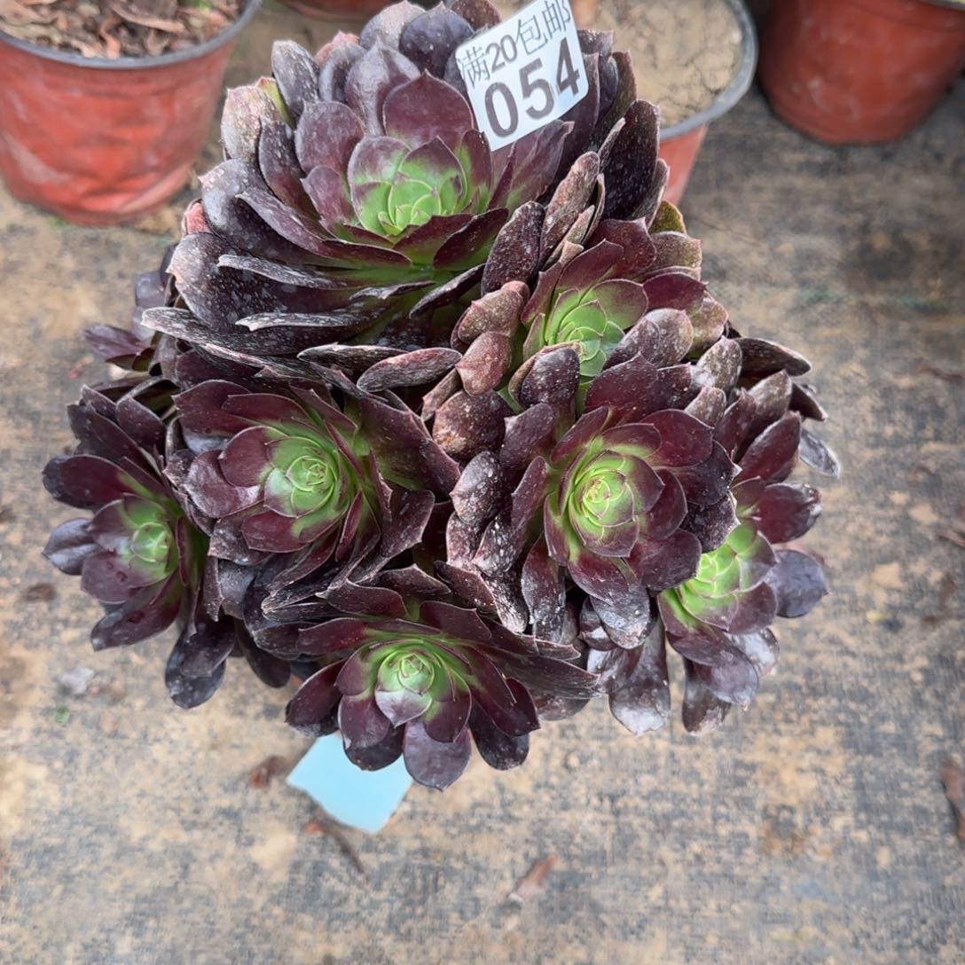 赤焰莲054满20包邮断枝不包