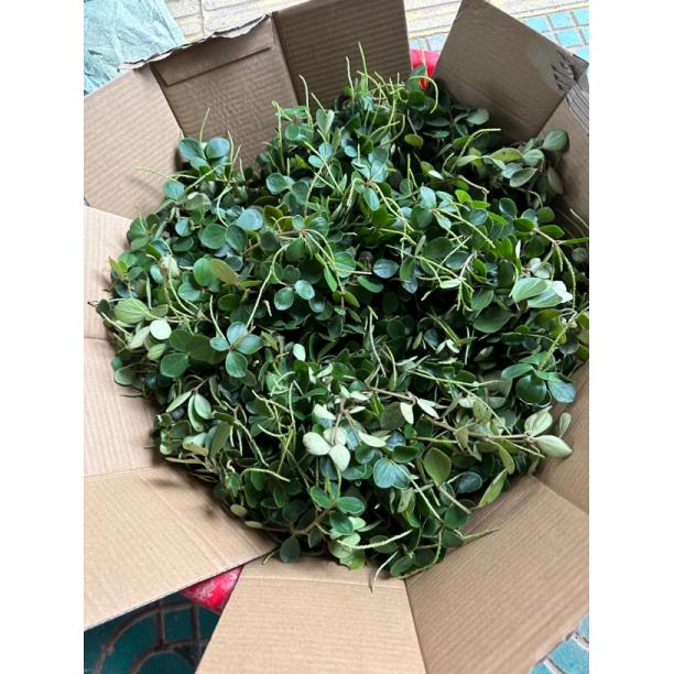 石婵草 广西本地石婵草 石蝉草250克一份