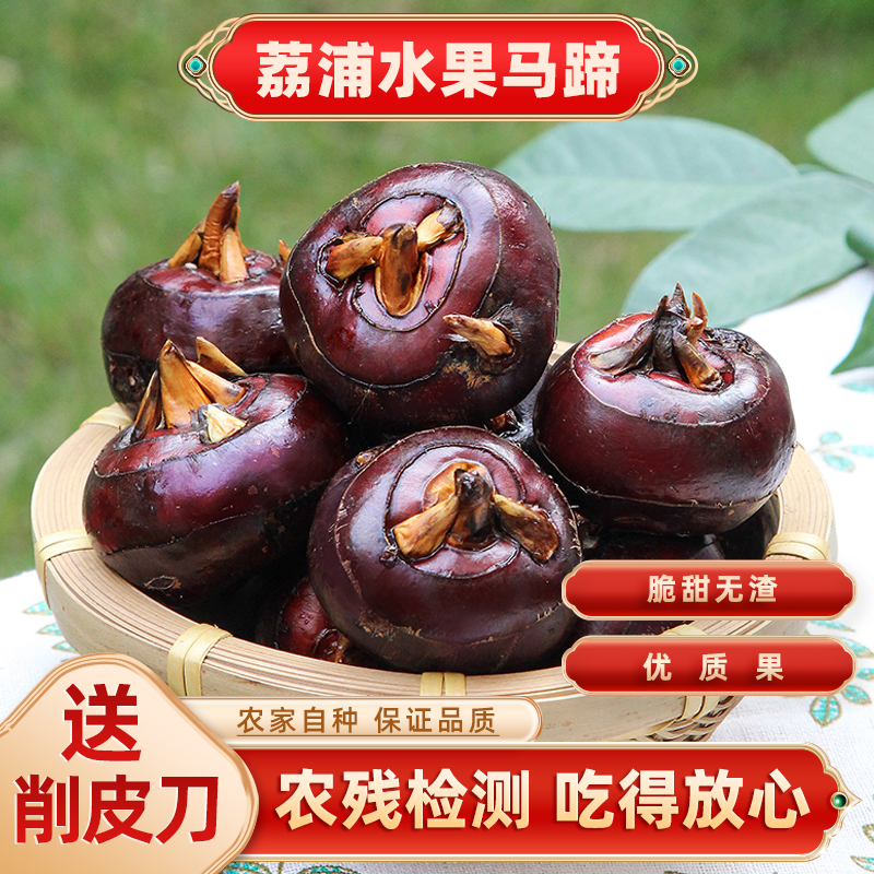 荔浦水果马蹄广西桂林马蹄荸荠新鲜广西特产水果农家蔬菜脆嫩