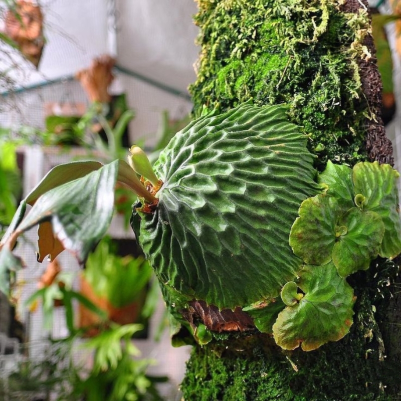 【二木林】（非猴鹿角蕨） 可板植 室内耐活好养 原盆原土发货