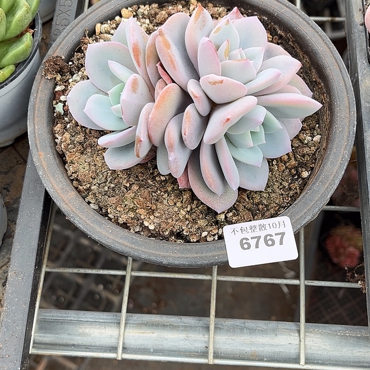 阿雅园艺。        6767奶茶