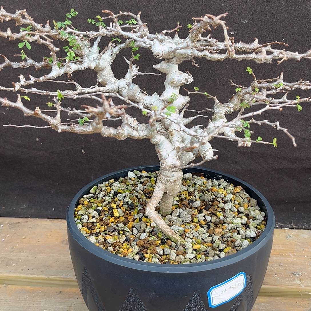 汤圆植物念珠橄榄