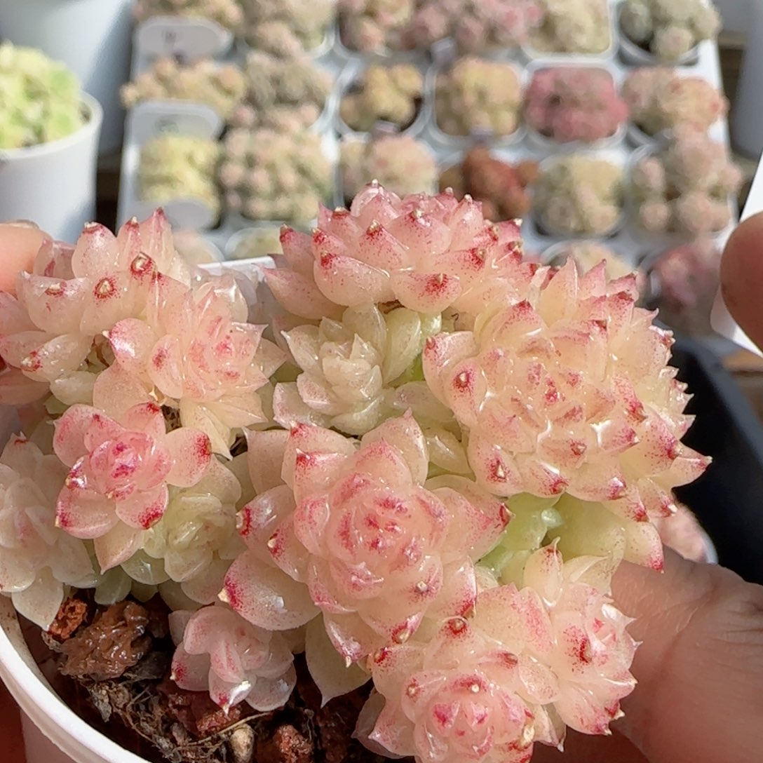 【闪购商品】0123-69（m1-267）