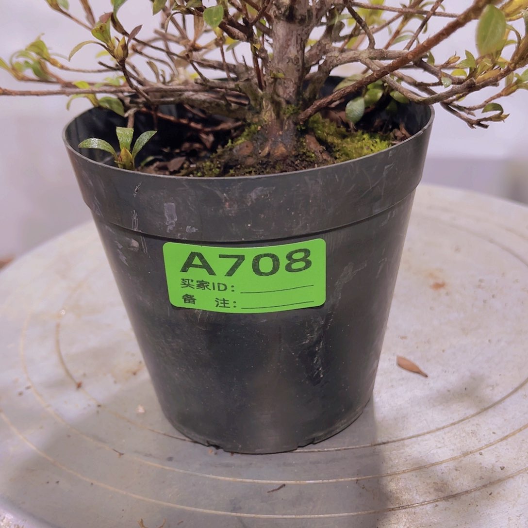 红陶直播时间一定一起