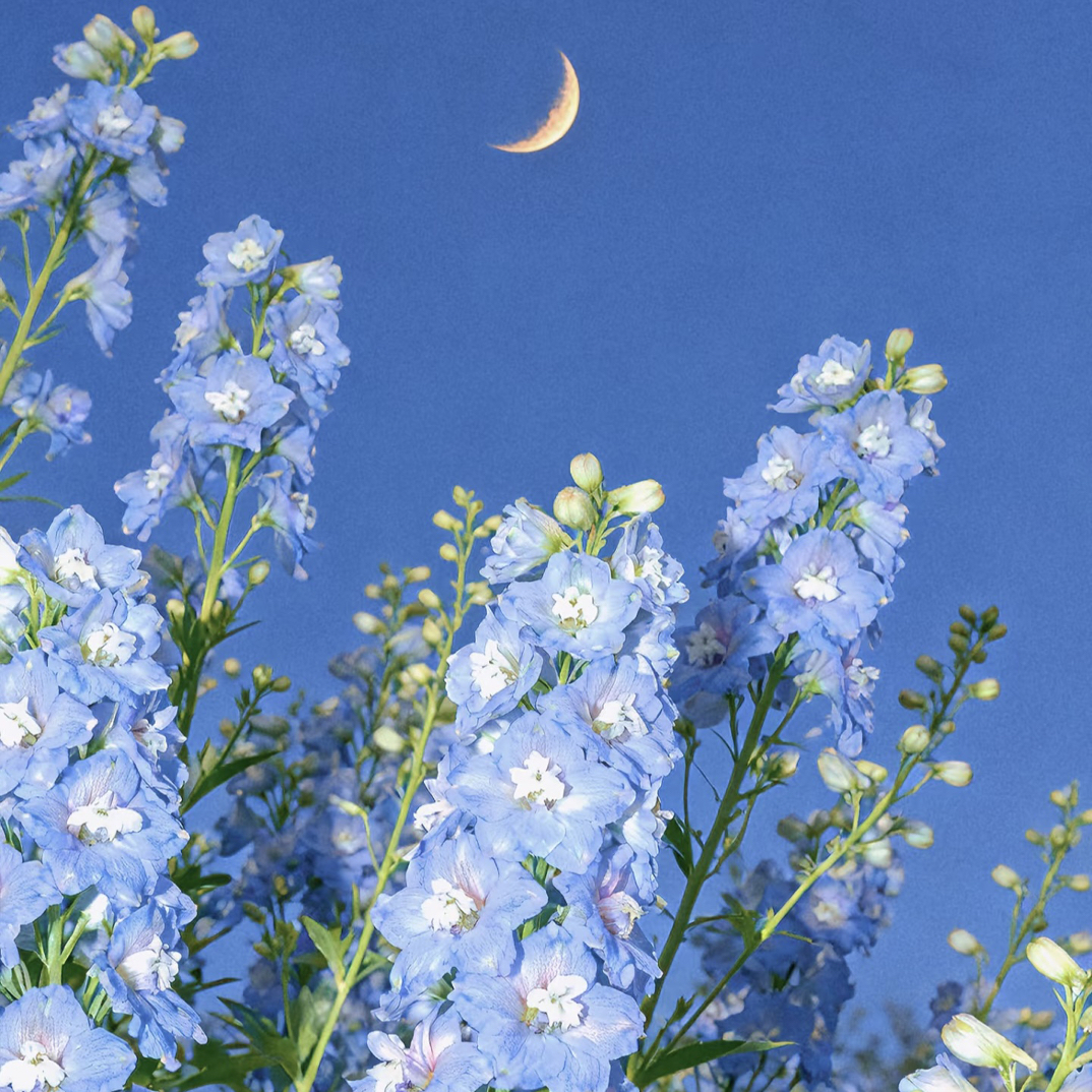 【大花飞燕】花园剑客线性花卉盆栽非常耐寒