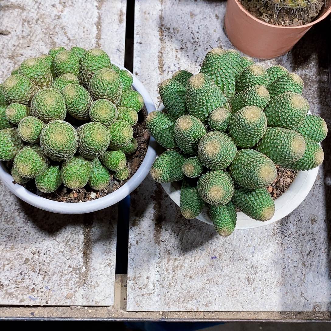 无花朵2个黑鞋11111111111111个