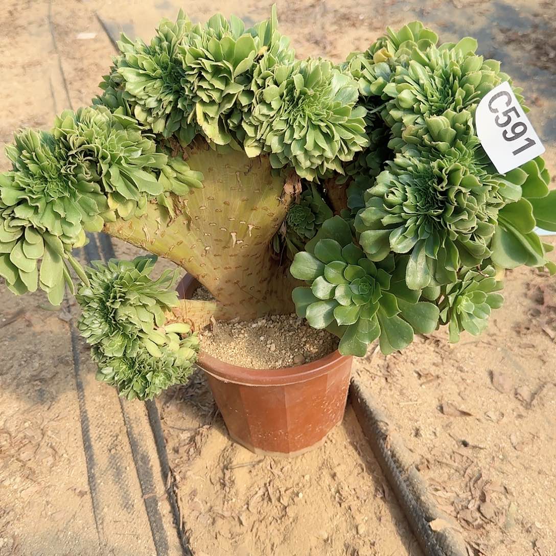 591绿缀微瑕一颗呀呀