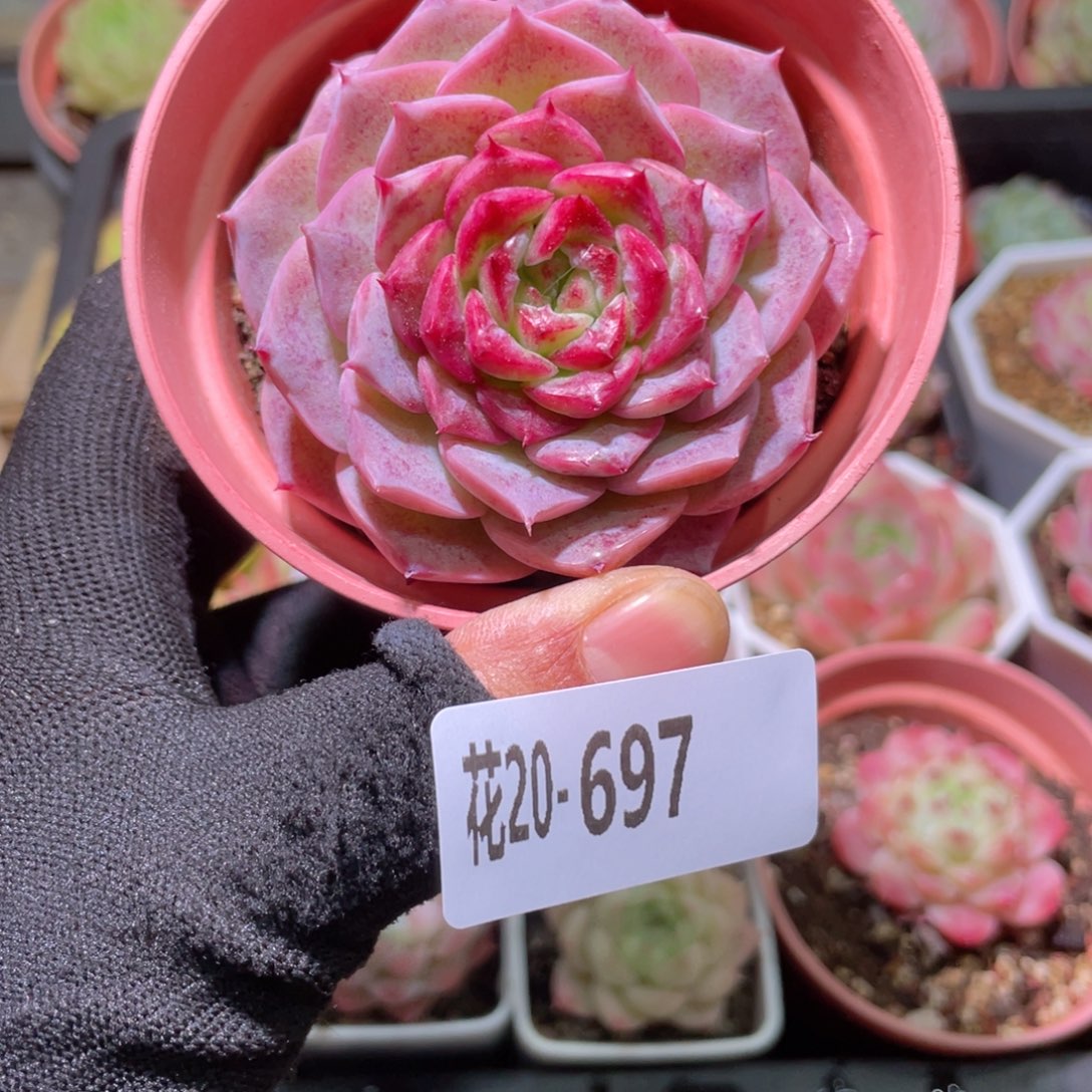 齐***强花利美20-697落霞