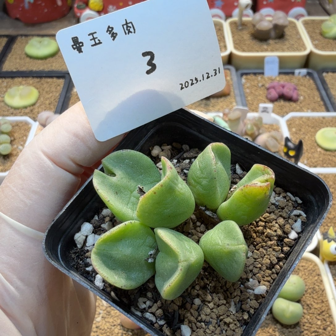 一***晴多肉多肉多肉12.31-003