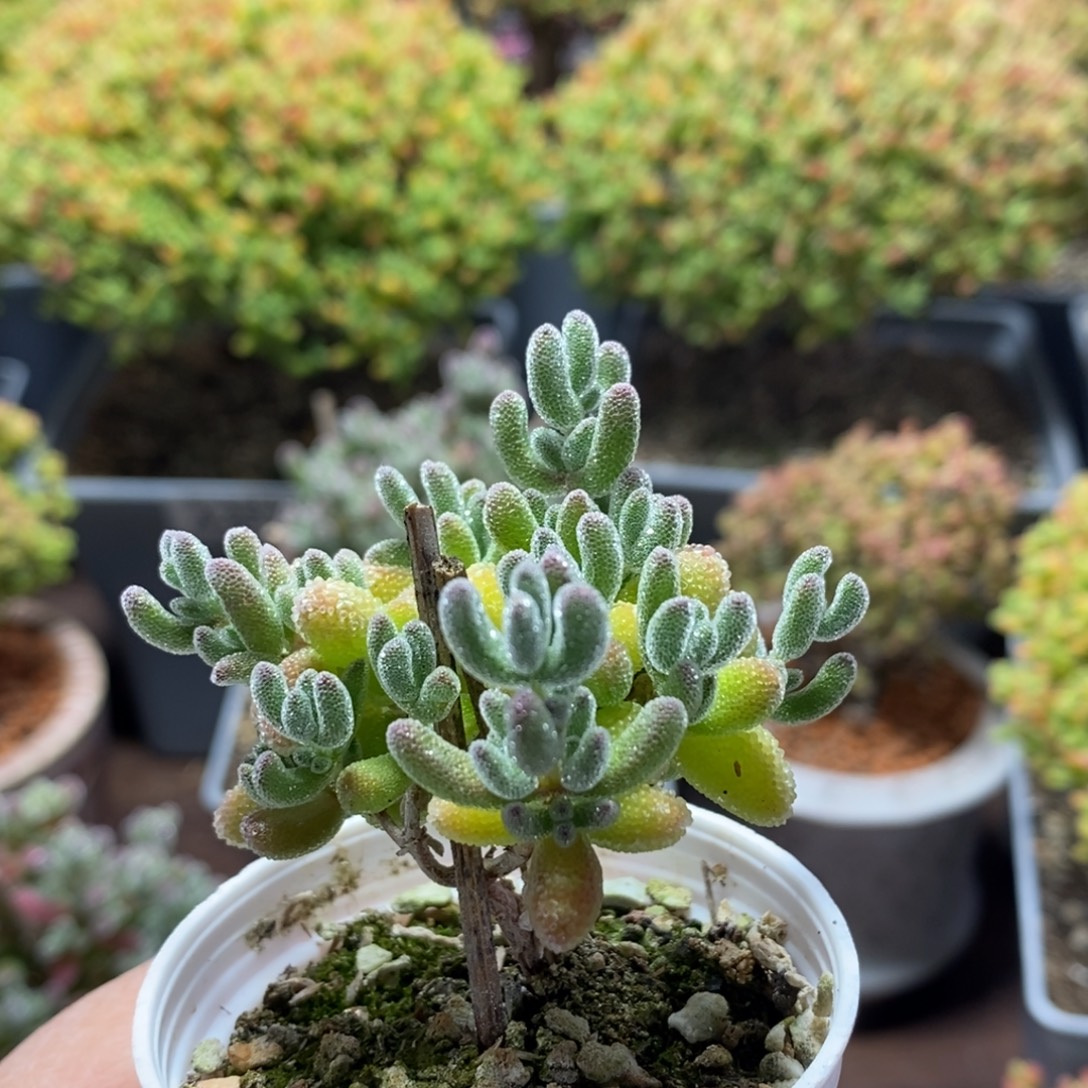 七***忆优选冰晶2565枝干番杏