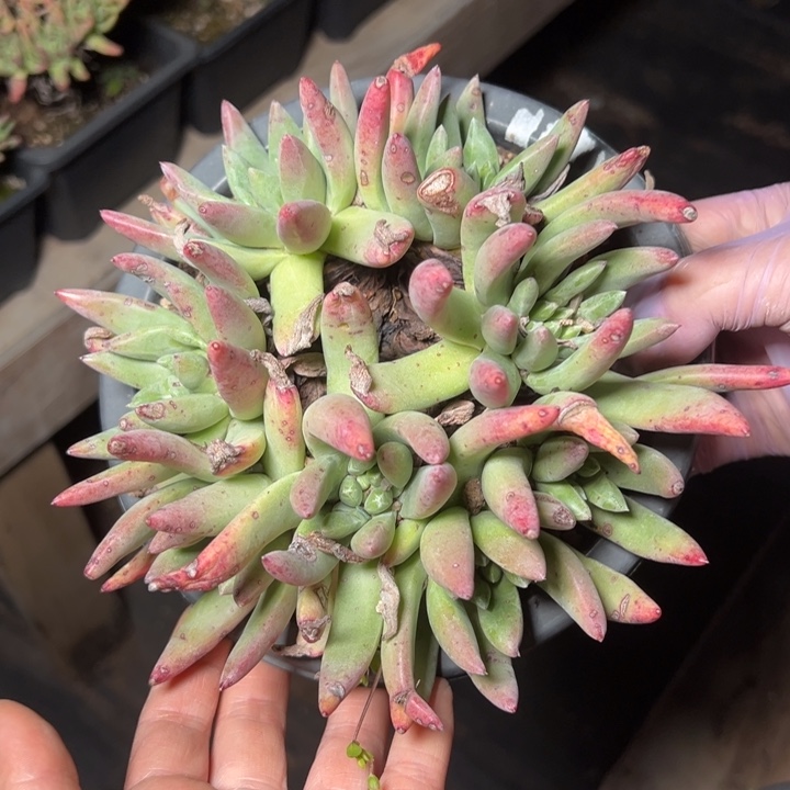 915哈哈哈哈哈哈哈哈哈