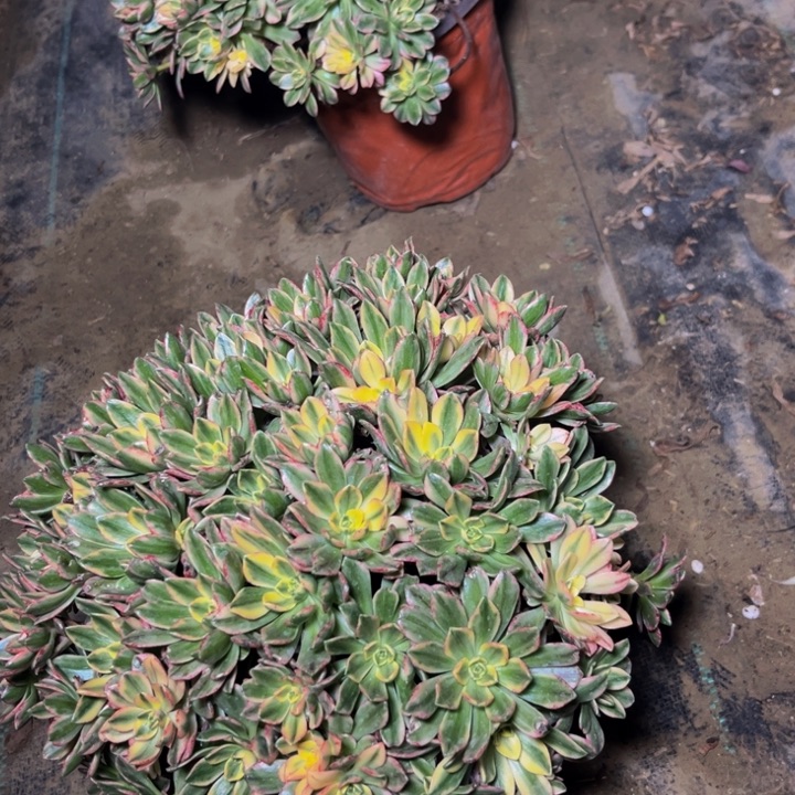 763多肉植物一物一拍多肉