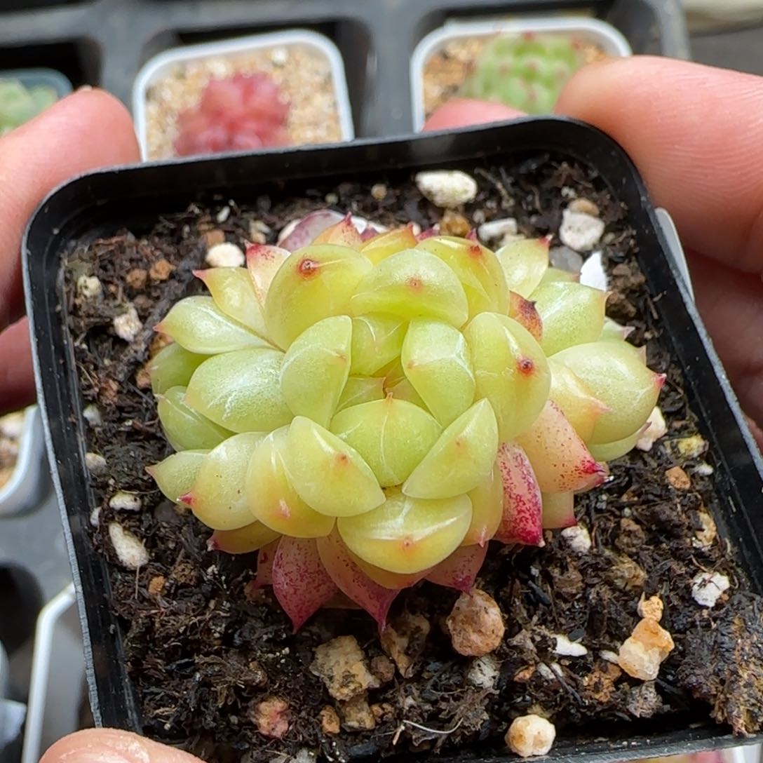 一物一拍珍妮群25166