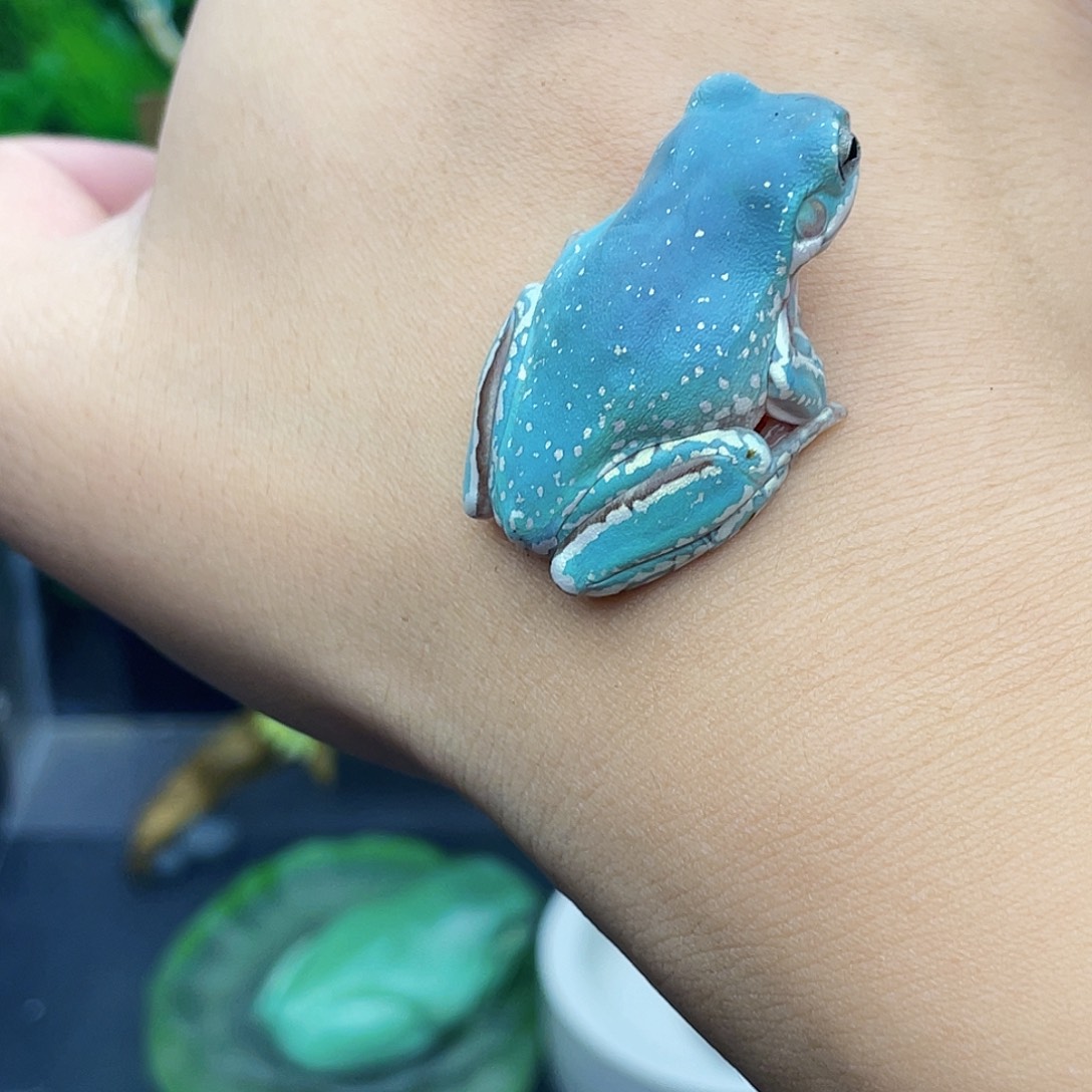 老爷树蛙13号嘎嘎蓝