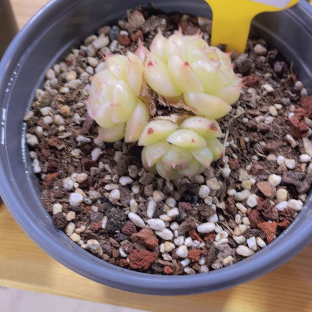 693号天花板麦秆群