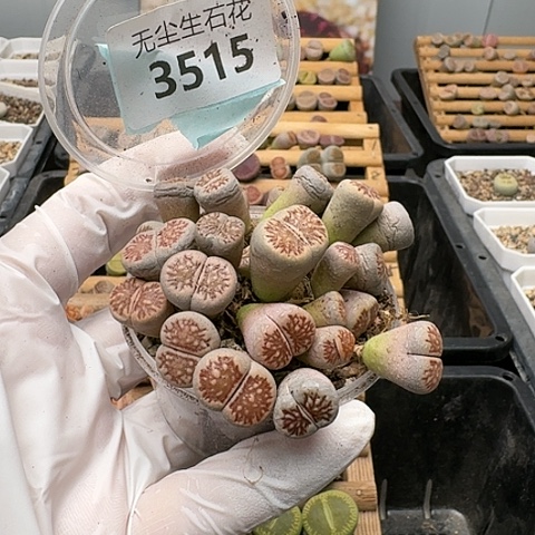 3515，菊化石切糕特价